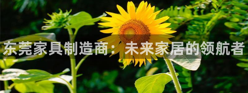 龙八国际音乐