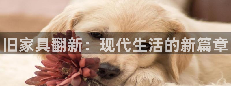 龙八国际有没有假