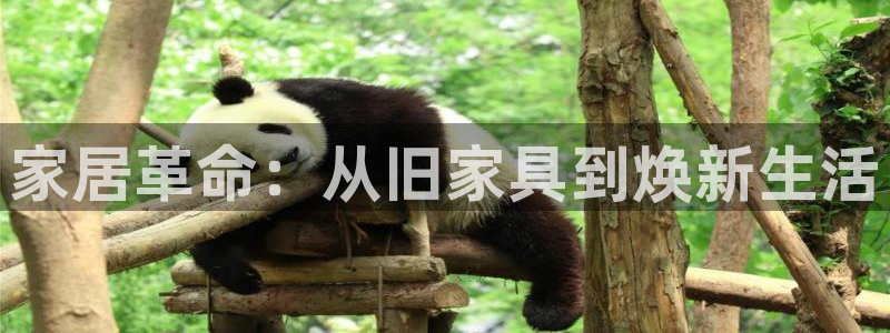 龙八国际娱乐登录