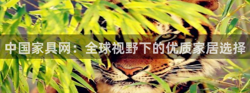 石家庄龙八国际老板是谁