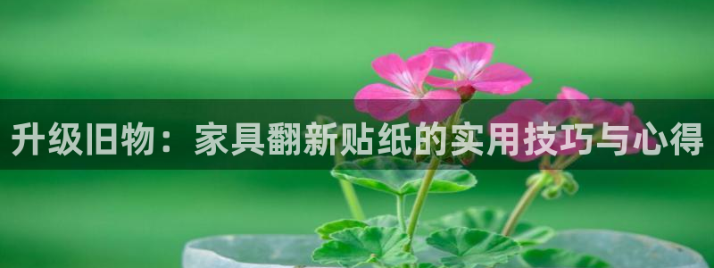 菲律宾的龙八国际